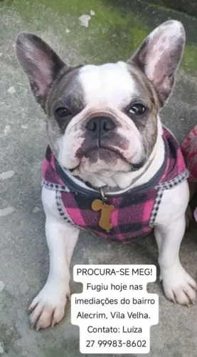 Gente minha cachorra sumiu hoje a noite