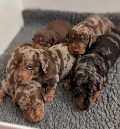 Basset Dachshund chocomerle e chocolate dos olhos azuis