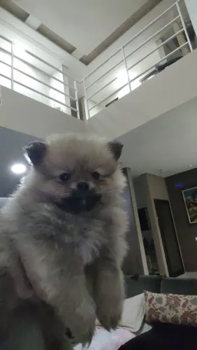 Lulu da Pomerânia 