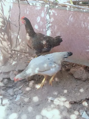 Vendo galinhas e Pato e ovos
