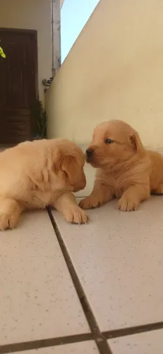 Golden Retriver 