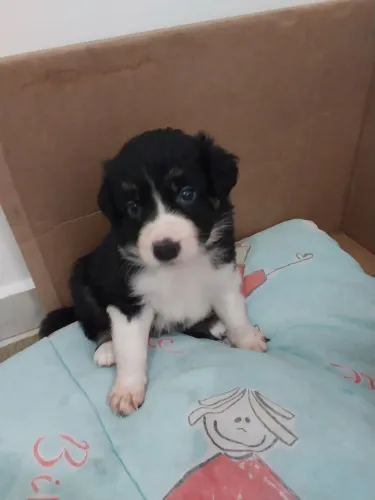 Filhote Macho Border Collie tricolor