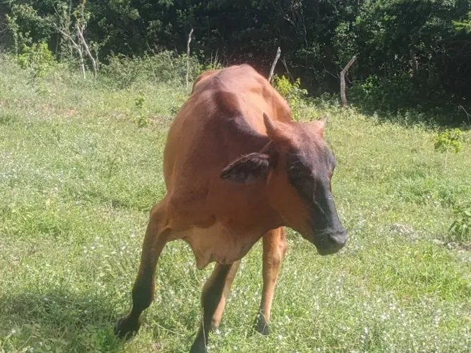 Olá que garrotes fala. Francisco 