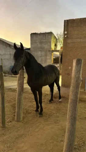 Cavalo Disponível Para Venda