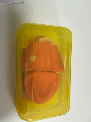 Manequim Pronew Prótese Total e Prótese Parcial Removível - Refil