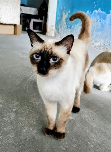 Gato Siamês para adoção 