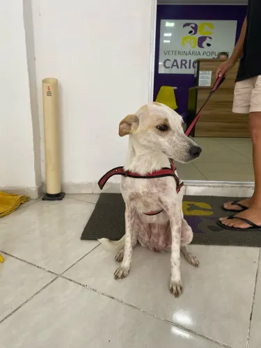 CADELA PARA ADOÇÃO 