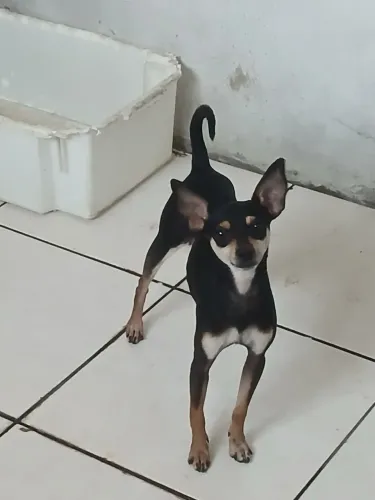 CACHORRO PINSCHER 