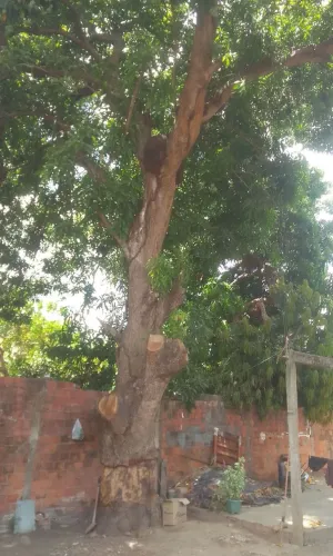 Corte e poda de árvores