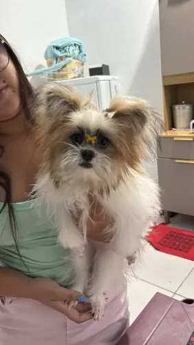 Cachorra Luna