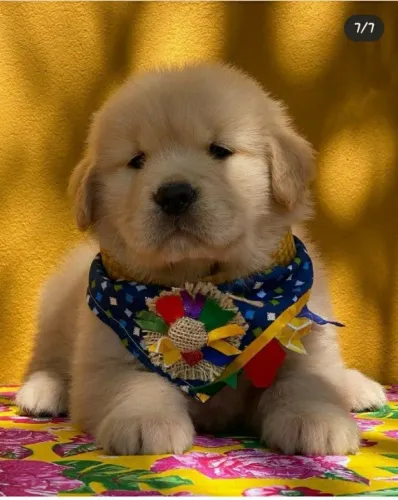 Golden retriever lindos filhotes