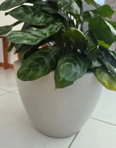 Vaso de polietileno cinza claro com aglaonema