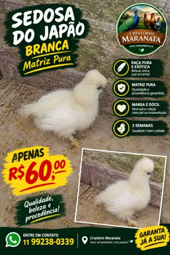 Pintinho Sedosa do Japão Branca - Matriz Pura por R$ 60