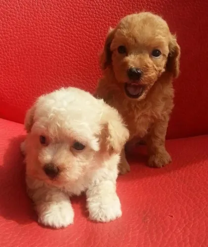 Poodles toy fêmeas lindas passo cartão