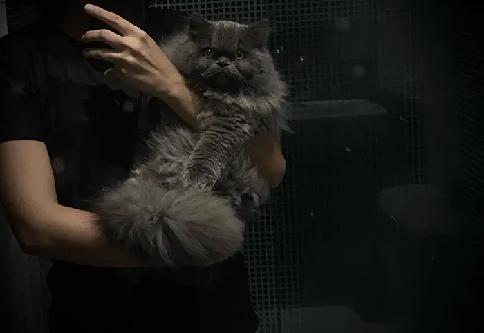 Adoto Gato persa