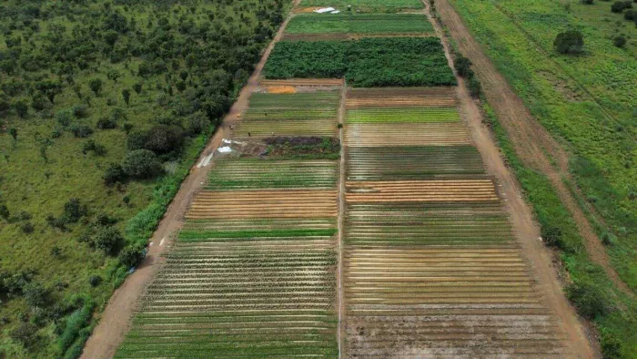 Negócio Rural Pronto  Faturamento Médio de R$ 68 Mil/Mês