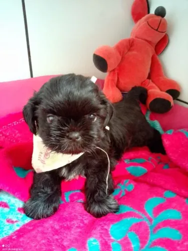 Filhotes de Shih Tzu | Conheça Seu Novo Melhor Amigo