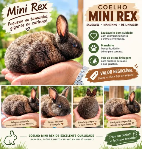 Mini coelho de raça