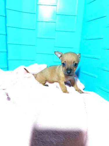 Pinscher fêmea