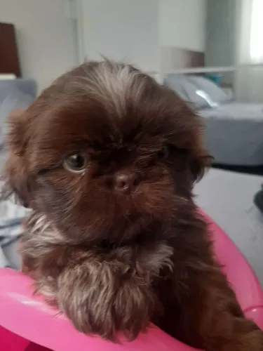 Lindo e perfeito filhote!!