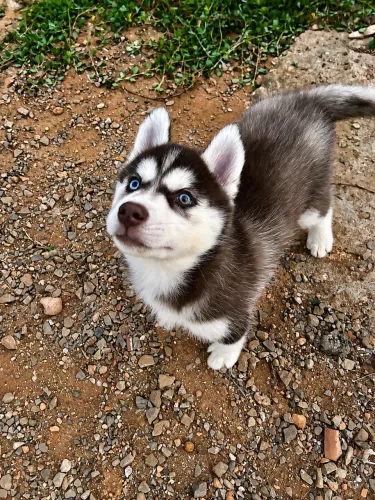 Husky Siberiano 