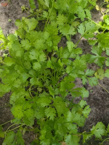 Cheiro verde