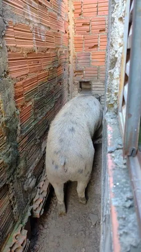 Vende porca com 2 anos, super mansa, ou troco por galinhas