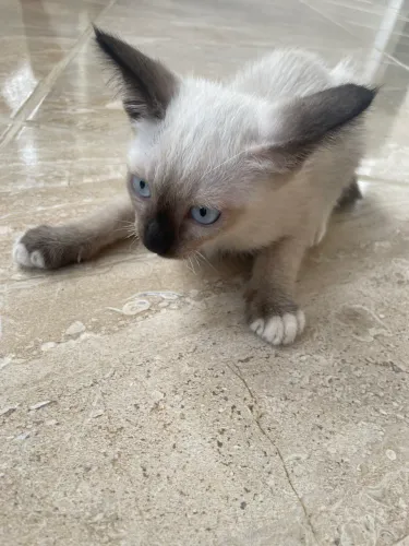 Gatinho filhote tipo Siames macho de 3 meses pra adoção responsável 