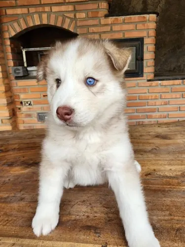 Filhotes de Husky Siberiano