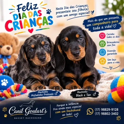 Filhote de basset dachshund miniatura