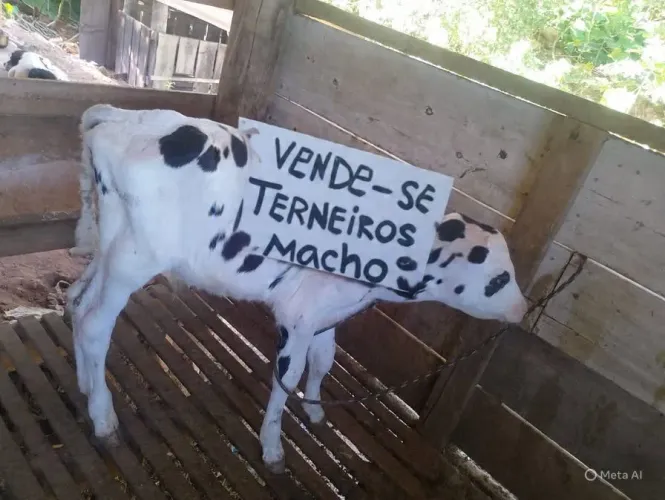Terneiro holandês para criar guacho