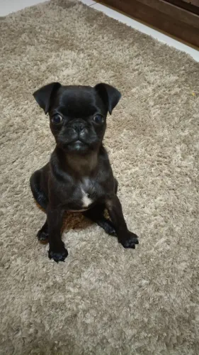 Pet 
