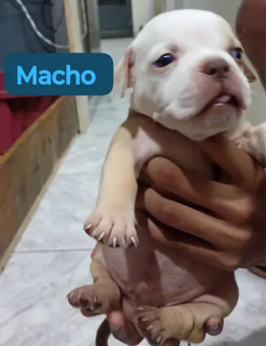 Filhotes American bully micro 