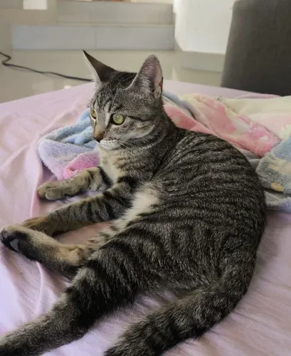 Gata filhote para adoção