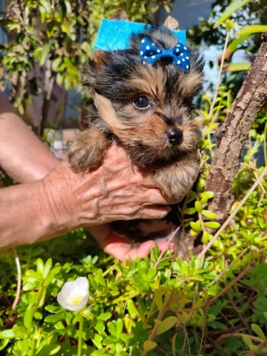 Yorkshire fofo e bem cuidado - mais detalhes no chat!