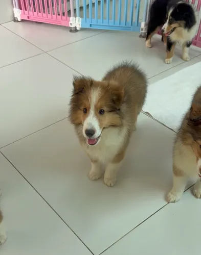 Pastor de shetland fêmea com pedigree CBKC