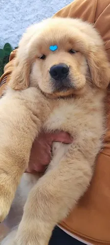 Golden Retriever filhotes liberados para entrega 