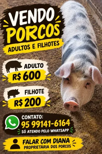 VENDO Porcos baratos!