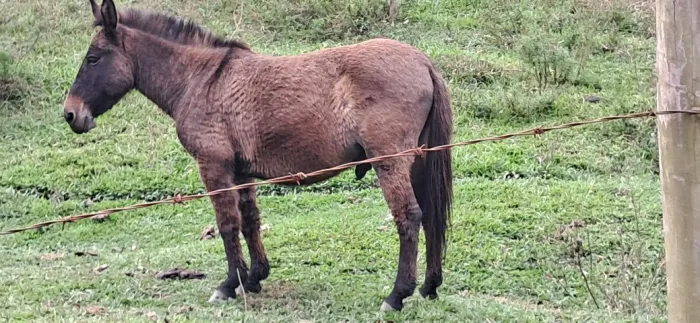 Vendo Burro