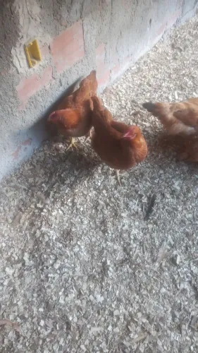 Venda de galinha