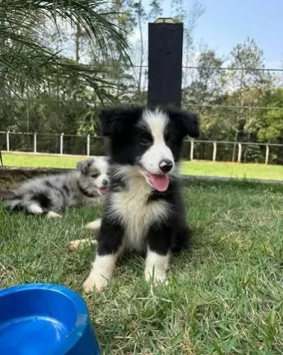 Border collie filhotes