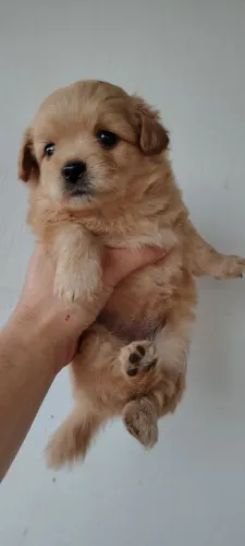 Filhotes de cachorro poodle com spaniel tibetano