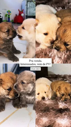 Chow Chow