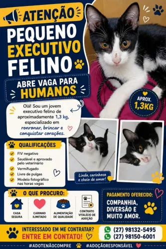 Adoção Gato Frajola