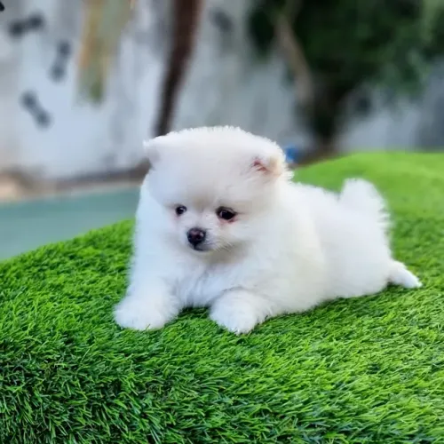 Spitz Alemão Anão Baby Face Lulu Da Pomerânia Disponíveis 