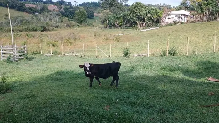 Mini Boi muito manso