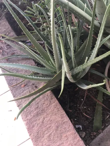 Aloe Vera - Planta muda