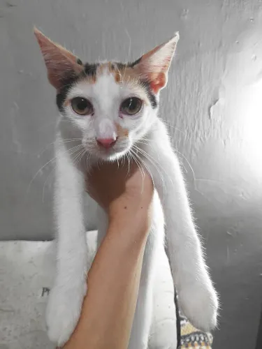 GATOS CASTRADOS PARA DOAÇÃO 