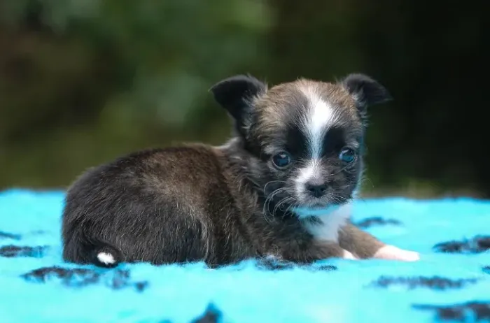 Chihuahua Babys Miniatura com Pedigree e Microchip