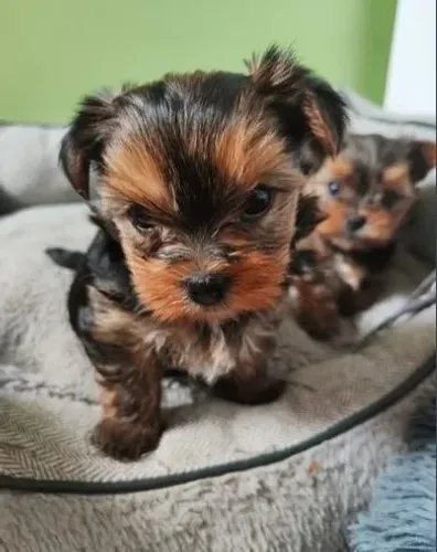 Yorkshire: O Pequeno Cãozinho, Grande em Carinho